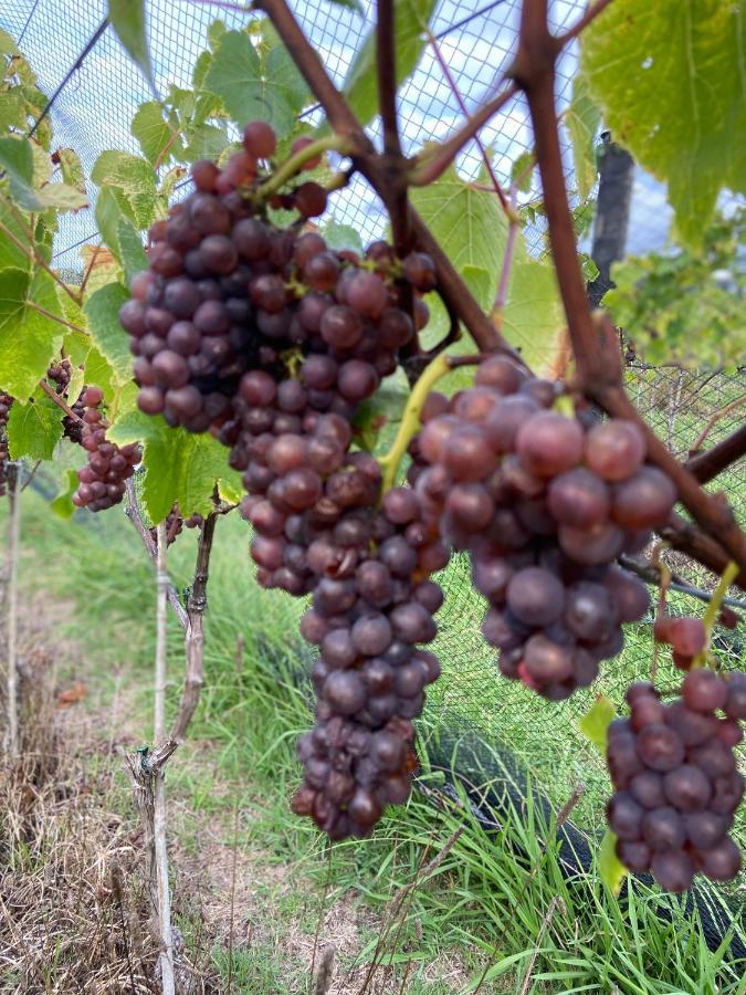 La Bodega Waiheke Island 호텔 Surfdale 외부 사진