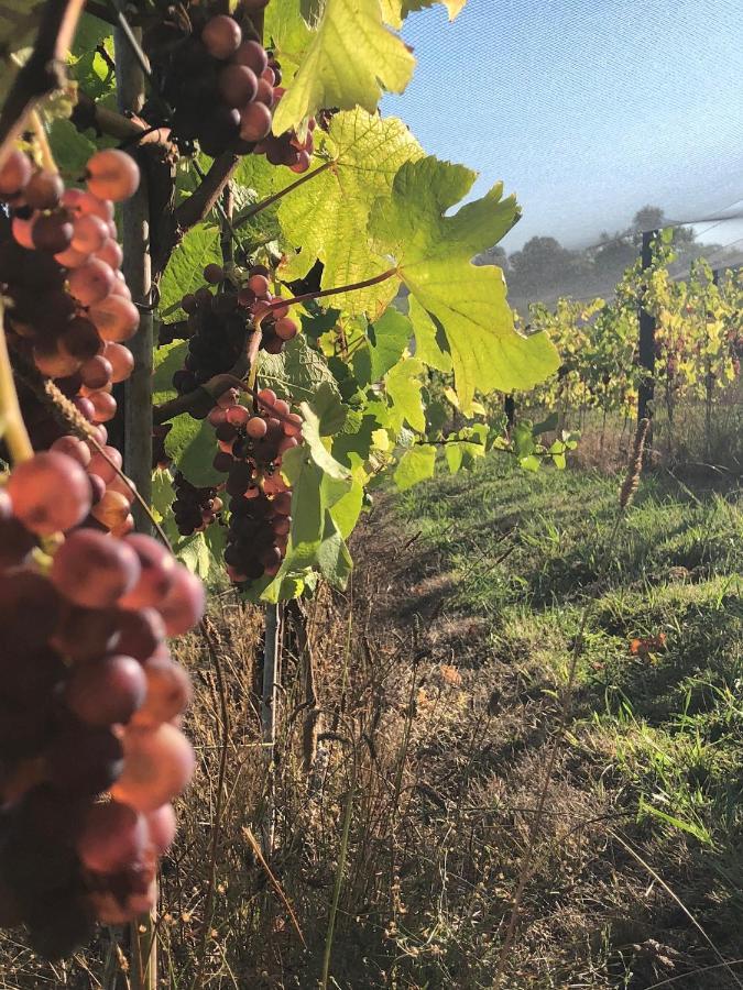 La Bodega Waiheke Island 호텔 Surfdale 외부 사진